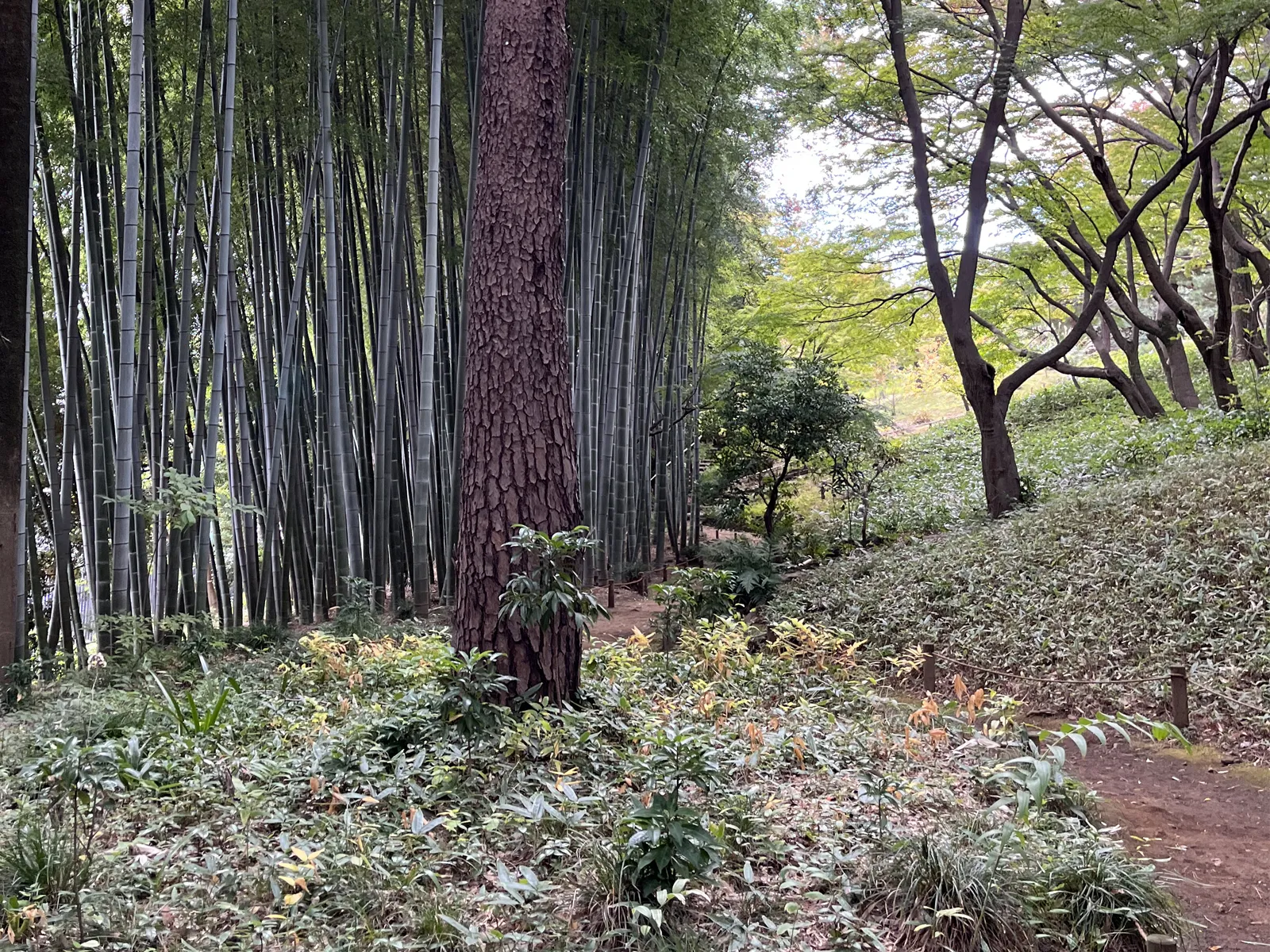 Japanese trail path